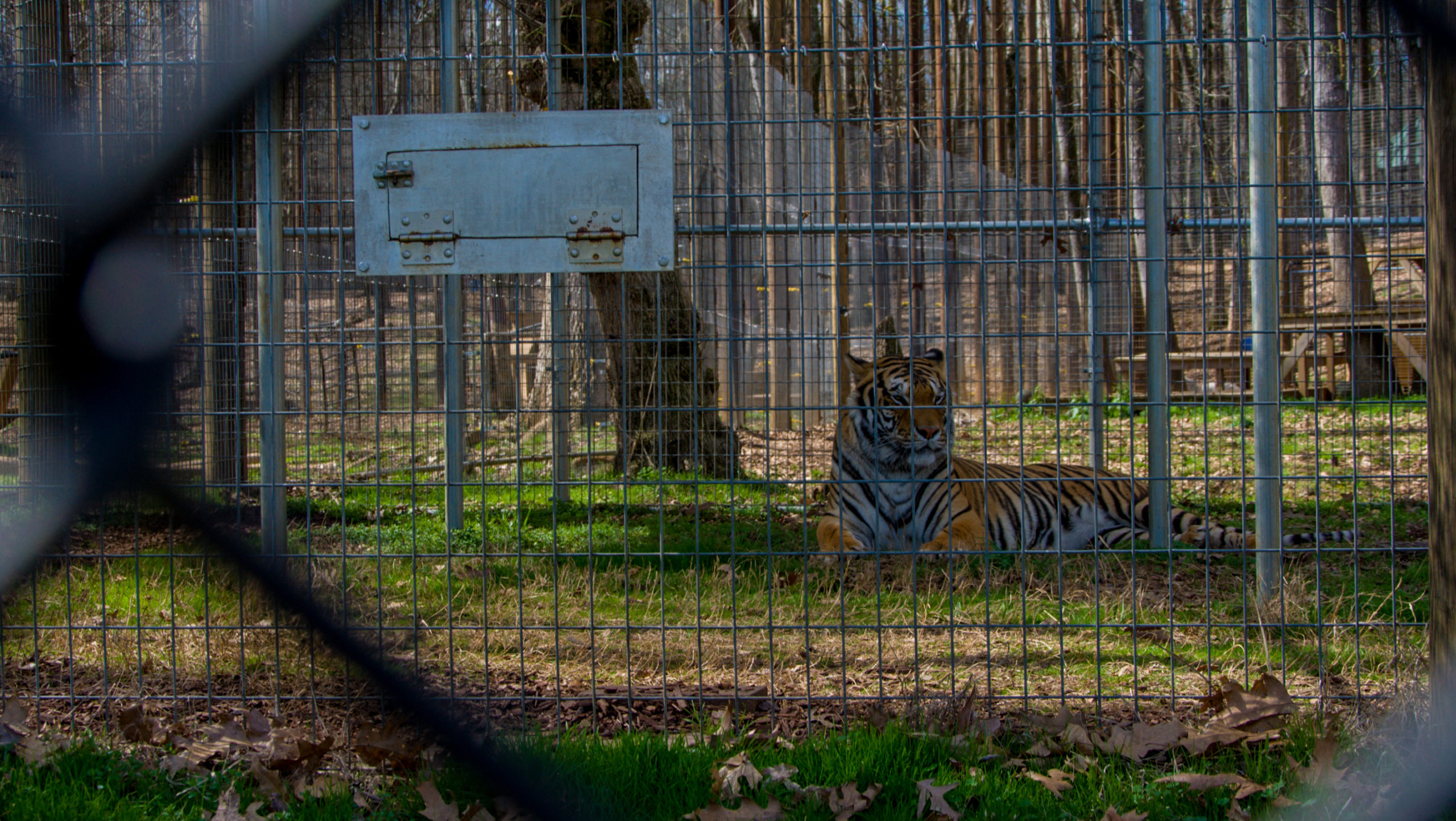 stories of wildlife and people living in harmony... maybe